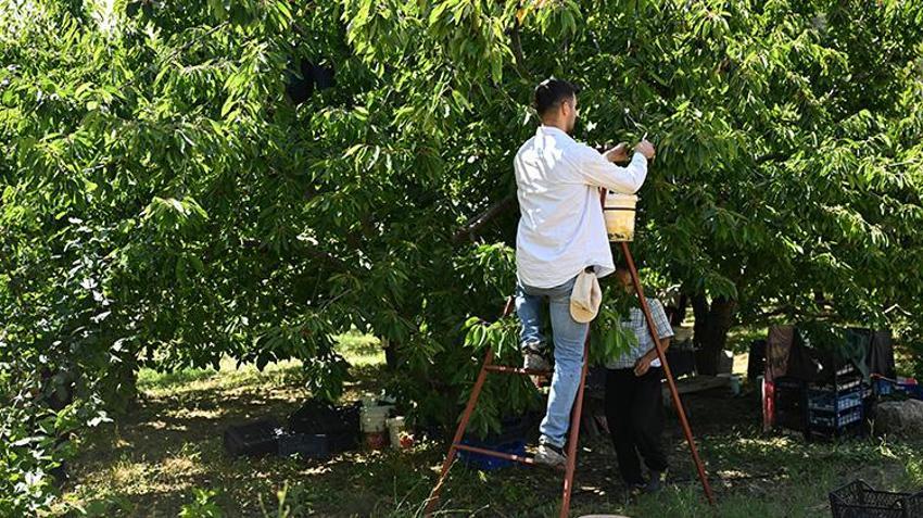 60 yıl önce deneme aşısıyla üretimi başlamıştı! Şimdi ihracat devine dönüştü: İngiltere ve Almanya bu kirazı kapışıyor