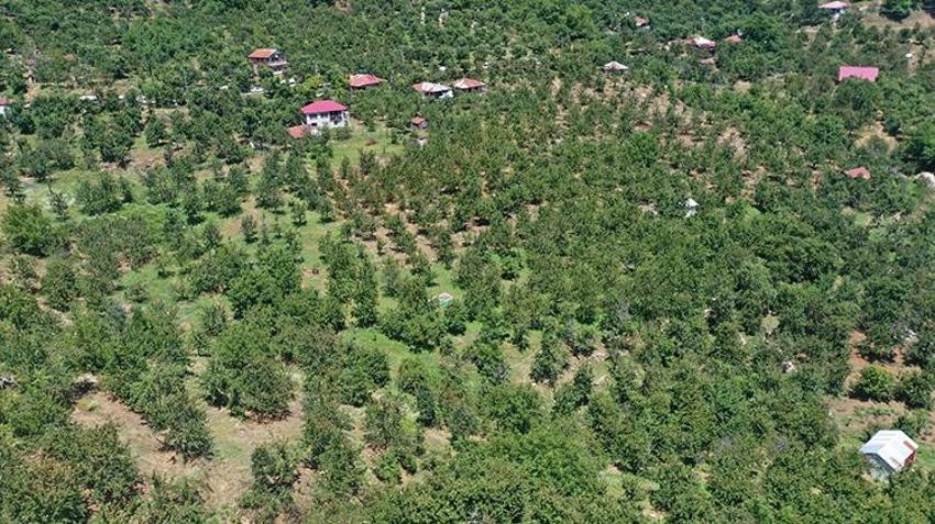 60 yıl önce deneme aşısıyla üretimi başlamıştı! Şimdi ihracat devine dönüştü: İngiltere ve Almanya bu kirazı kapışıyor