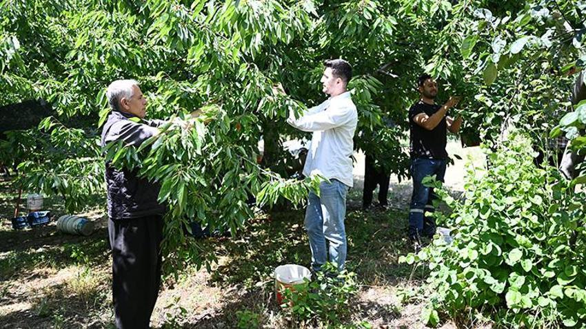60 yıl önce deneme aşısıyla üretimi başlamıştı! Şimdi ihracat devine dönüştü: İngiltere ve Almanya bu kirazı kapışıyor