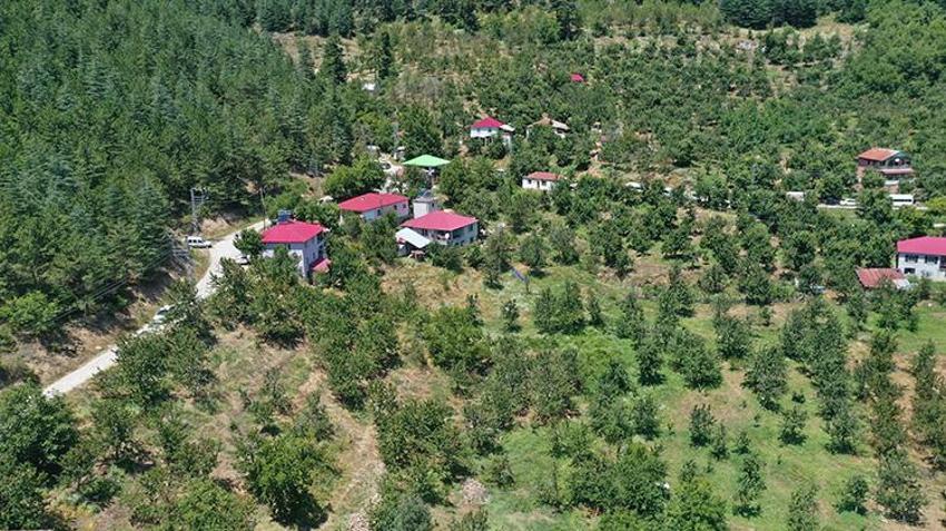60 yıl önce deneme aşısıyla üretimi başlamıştı! Şimdi ihracat devine dönüştü: İngiltere ve Almanya bu kirazı kapışıyor