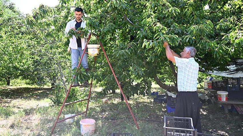 60 yıl önce deneme aşısıyla üretimi başlamıştı! Şimdi ihracat devine dönüştü: İngiltere ve Almanya bu kirazı kapışıyor