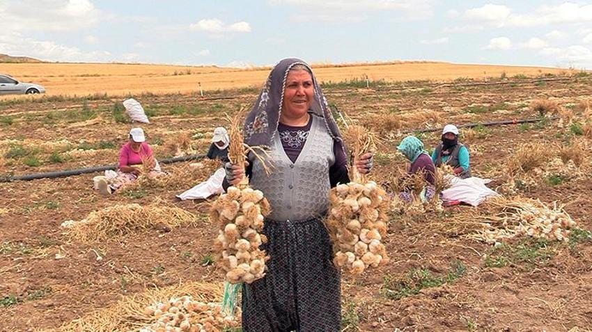 1 yıl boyunca bozulmuyor, Hasat yapılırken tarladayken kapışılıyor! Üyük sarımsağı tescil yolunda!