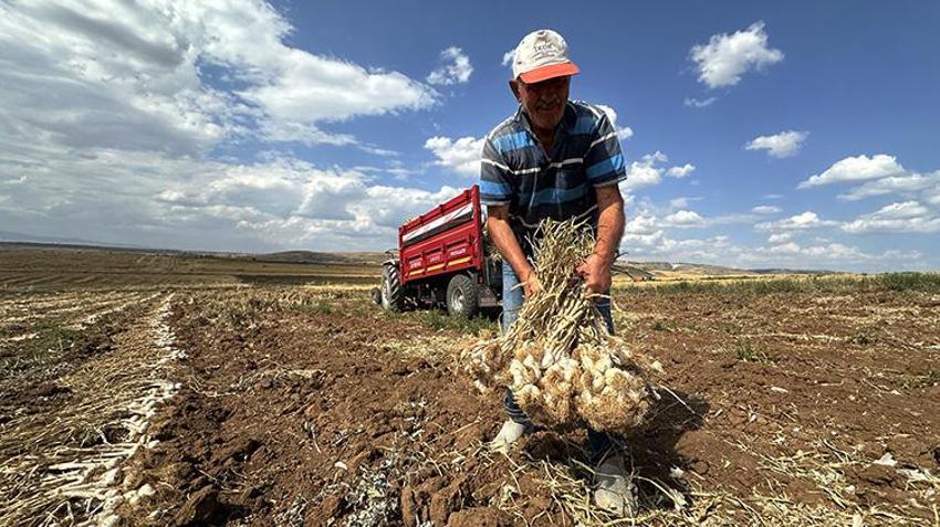 1 yıl boyunca bozulmuyor, Hasat yapılırken tarladayken kapışılıyor! Üyük sarımsağı tescil yolunda!