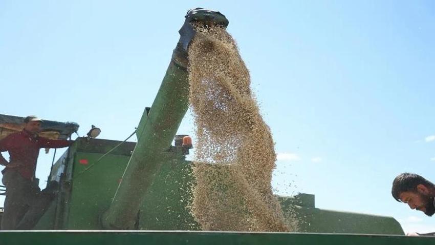 Sadece Kayseri'de üretimi var: 38 ayrı yemeği yapılıyor! Genetiği bozulmamış hasat başladı