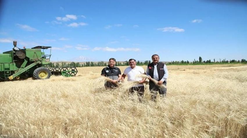 Sadece Kayseri'de üretimi var: 38 ayrı yemeği yapılıyor! Genetiği bozulmamış hasat başladı