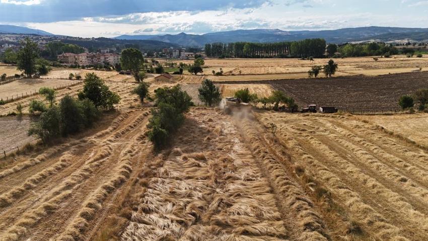 12 bin yıllık buğdaya talep patladı! Üreticiler hasada başladı