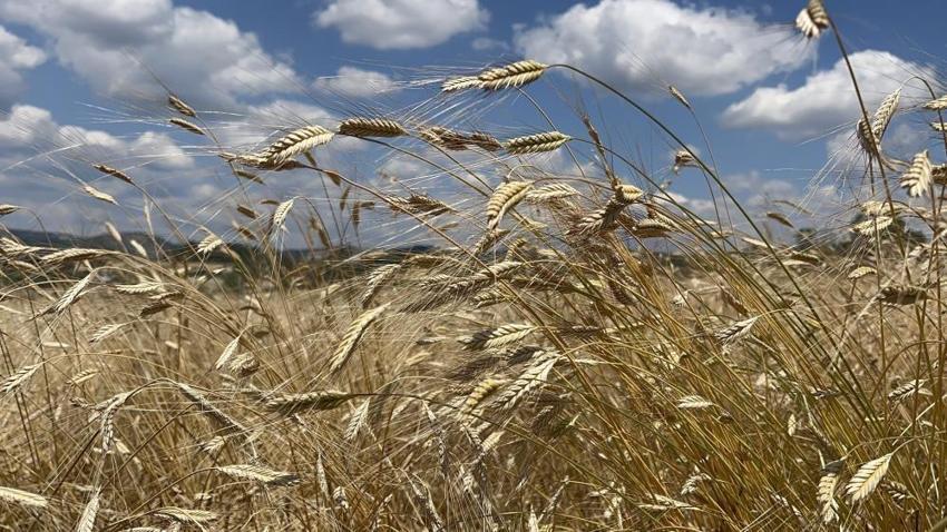 12 bin yıllık buğdaya talep patladı! Üreticiler hasada başladı