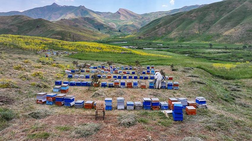 Elazığ'da dev hasat başladı: 110 bin kovandan rekor bal beklentisi!