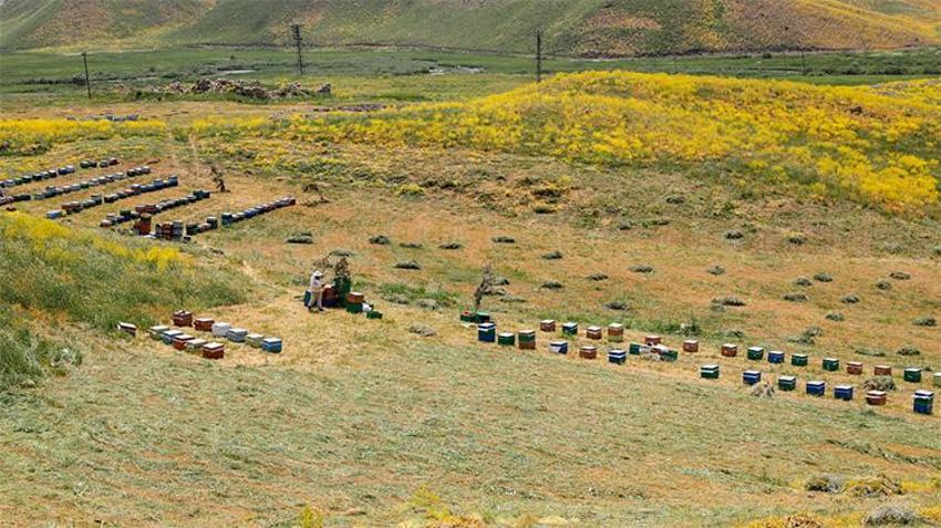 Elazığ'da dev hasat başladı: 110 bin kovandan rekor bal beklentisi!
