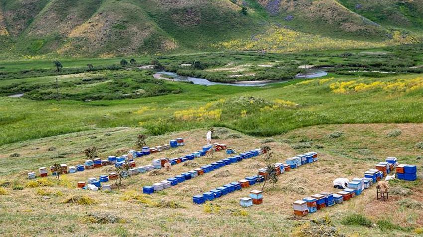 Elazığ'da dev hasat başladı: 110 bin kovandan rekor bal beklentisi!