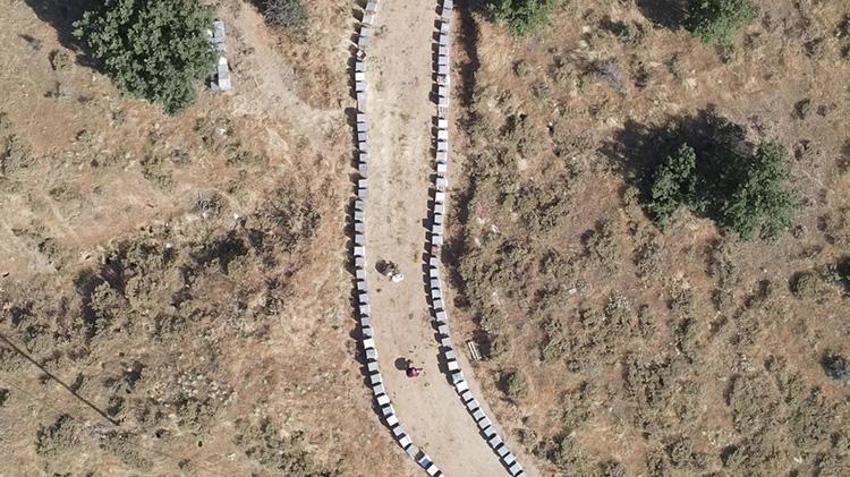 Şifa deposu üründe beklenen gün geldi! Sezonun ilk ürünü hasat edildi: Piyasada kapış kapış gidiyor