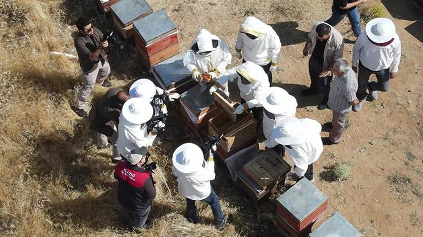Şifa deposu üründe beklenen gün geldi! Sezonun ilk ürünü hasat edildi: Piyasada kapış kapış gidiyor