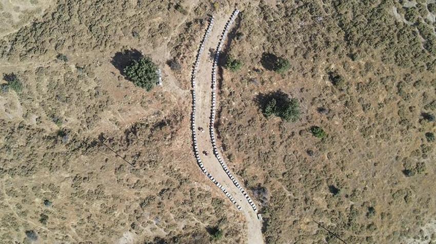 Şifa deposu üründe beklenen gün geldi! Sezonun ilk ürünü hasat edildi: Piyasada kapış kapış gidiyor