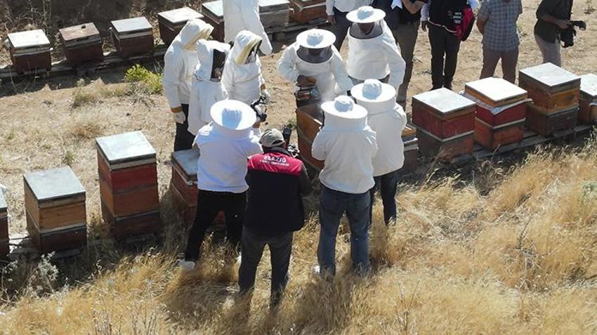 Şifa deposu üründe beklenen gün geldi! Sezonun ilk ürünü hasat edildi: Piyasada kapış kapış gidiyor