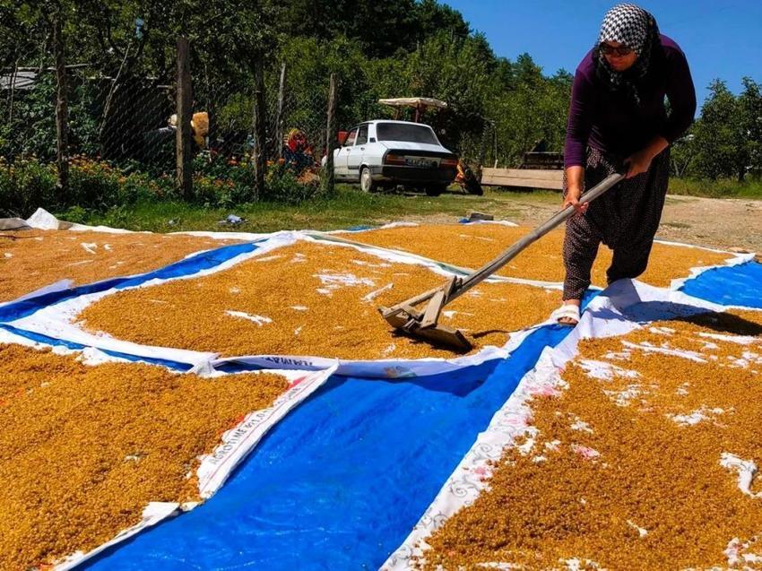 Buğday hasadı bitti, kazanlar kuruldu! Kışlık hazırlıkları başladı