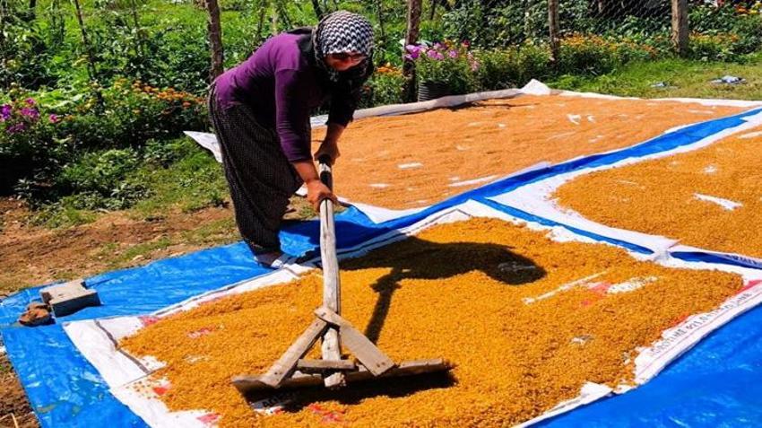 Buğday hasadı bitti, kazanlar kuruldu! Kışlık hazırlıkları başladı