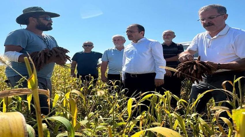 Osmaniye'de ilk kez deneme amaçlı ekildi! Tarlada kilosu 4 dolardan satılıyor: Avrupa ve Orta Doğu peşine düştü