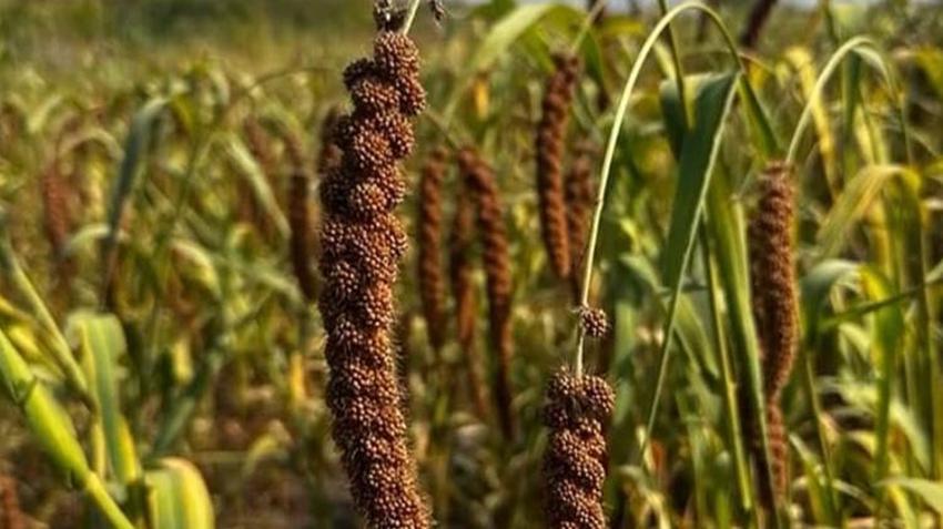 Osmaniye'de ilk kez deneme amaçlı ekildi! Tarlada kilosu 4 dolardan satılıyor: Avrupa ve Orta Doğu peşine düştü