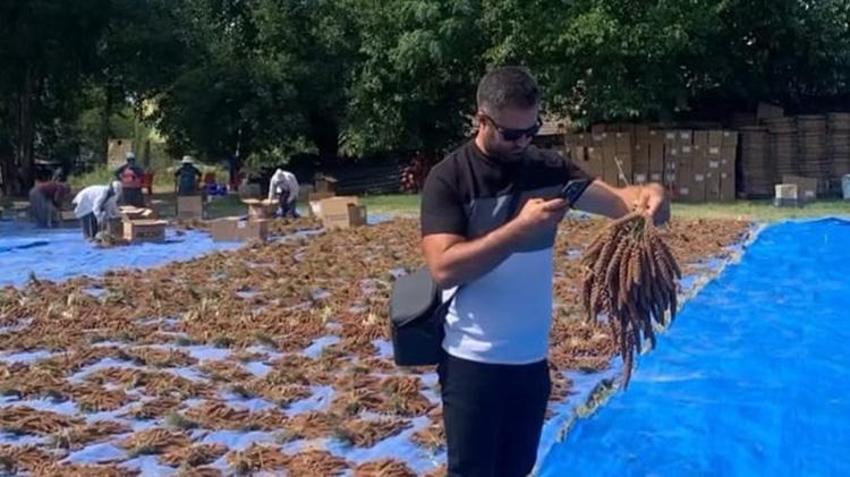 Osmaniye'de ilk kez deneme amaçlı ekildi! Tarlada kilosu 4 dolardan satılıyor: Avrupa ve Orta Doğu peşine düştü