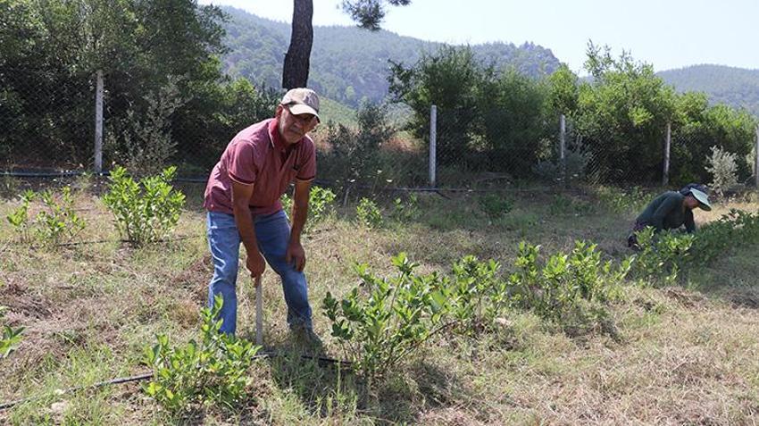 Emekli ikramiyesini buraya yatırdı! Atıl araziyi süper meyve cennetine dönüştürdü: 18 dönümden 1 ton rekolte geliyor!