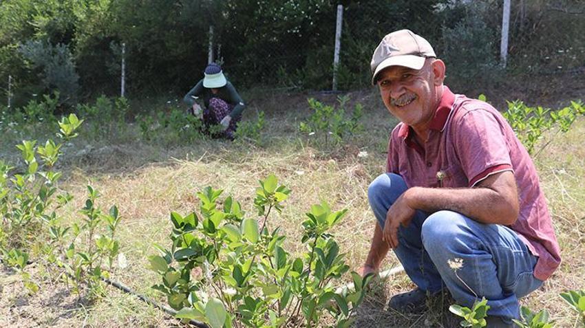 Emekli ikramiyesini buraya yatırdı! Atıl araziyi süper meyve cennetine dönüştürdü: 18 dönümden 1 ton rekolte geliyor!