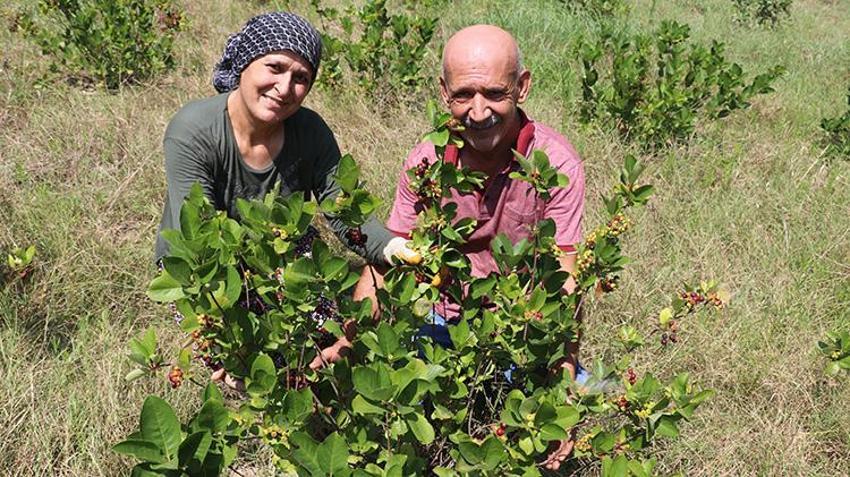 Emekli ikramiyesini buraya yatırdı! Atıl araziyi süper meyve cennetine dönüştürdü: 18 dönümden 1 ton rekolte geliyor!