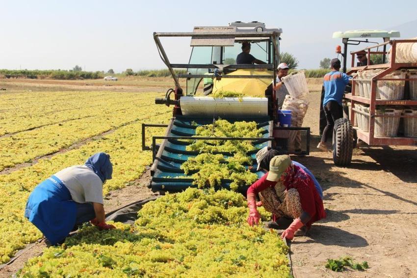 Manisa Ticaret Borsası'ndan üzüm üreticisine kritik uyarı: Erken hasat yapan yandı!