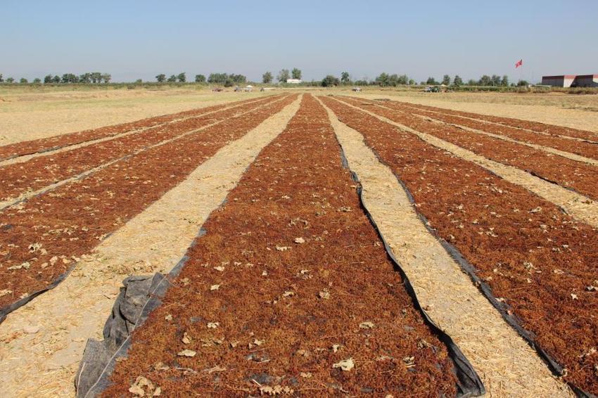 Manisa Ticaret Borsası'ndan üzüm üreticisine kritik uyarı: Erken hasat yapan yandı!