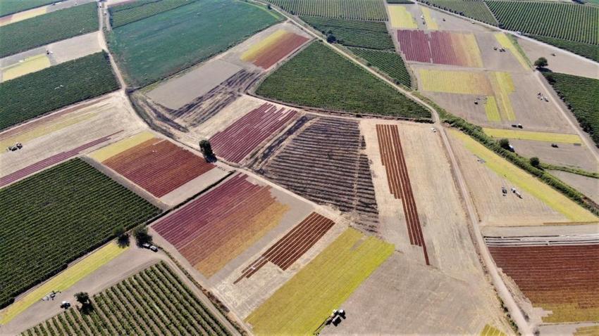 Manisa Ticaret Borsası'ndan üzüm üreticisine kritik uyarı: Erken hasat yapan yandı!