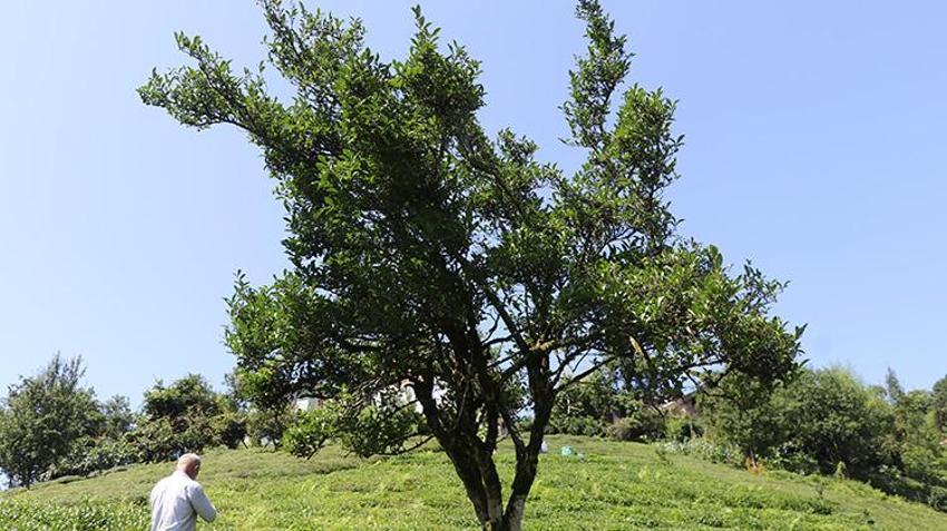 Rize'de 70 yıldır toplanmayan çay ağacının boyu 5 metreyi buldu: Görenler gözlerine inanamıyor!