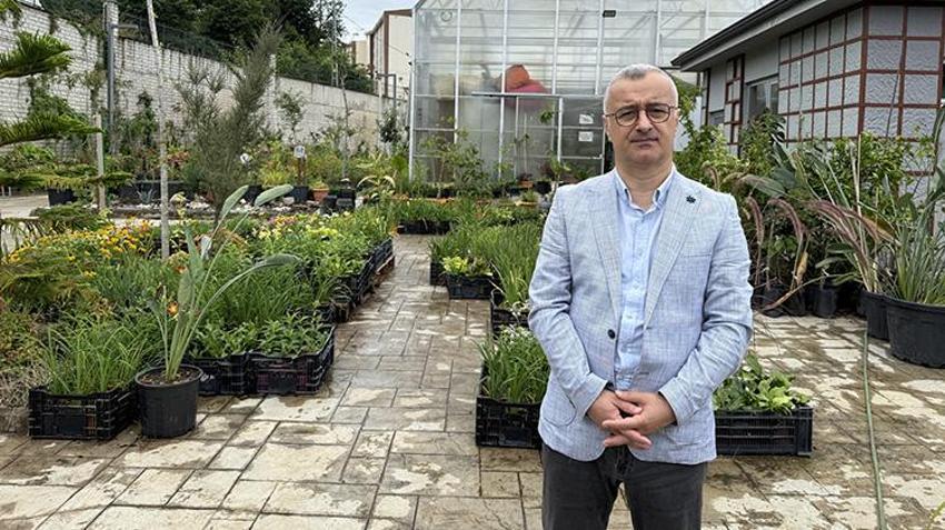 Rize'de 70 yıldır toplanmayan çay ağacının boyu 5 metreyi buldu: Görenler gözlerine inanamıyor!