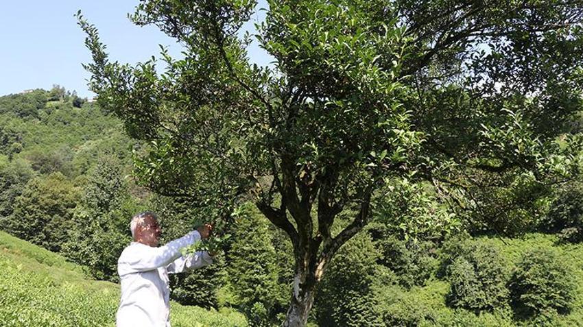Rize'de 70 yıldır toplanmayan çay ağacının boyu 5 metreyi buldu: Görenler gözlerine inanamıyor!