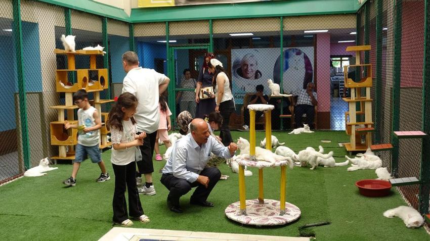 Dünyaca ünlü Van kedileri yaz tatilinde yerli ve yabancı turistlerin akınına uğruyor