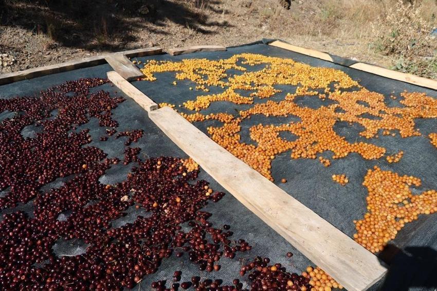 Satamadığı kirazı kurutup çerez yapıyor: Adana'da bu yöntemle kilosu 100 lira ediyor