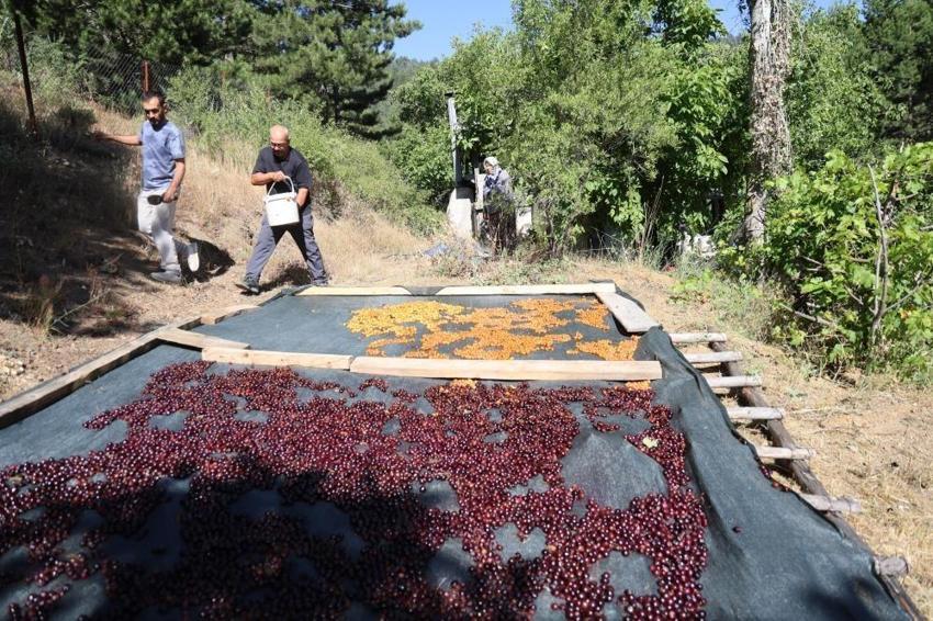 Satamadığı kirazı kurutup çerez yapıyor: Adana'da bu yöntemle kilosu 100 lira ediyor