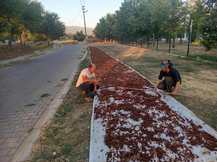Manisa'da ilk ürün çuvala girdi! Üreticinin gözü şimdi açıklanacak fiyatta