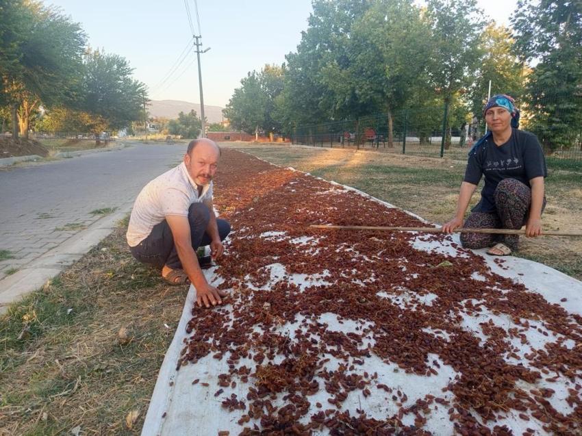 Manisa'da ilk ürün çuvala girdi! Üreticinin gözü şimdi açıklanacak fiyatta