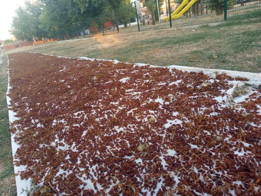 Manisa'da ilk ürün çuvala girdi! Üreticinin gözü şimdi açıklanacak fiyatta