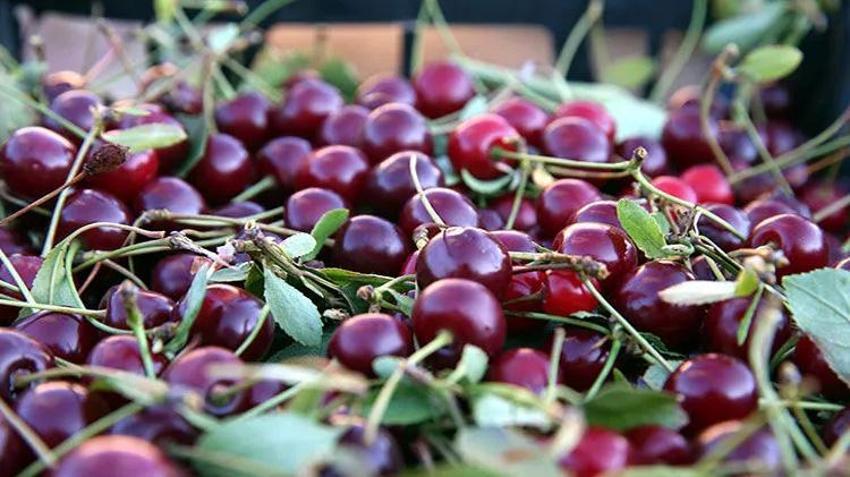 Kimsenin kullanmadığı arazide başladı! Şimdi 10 binden fazla ağacı var