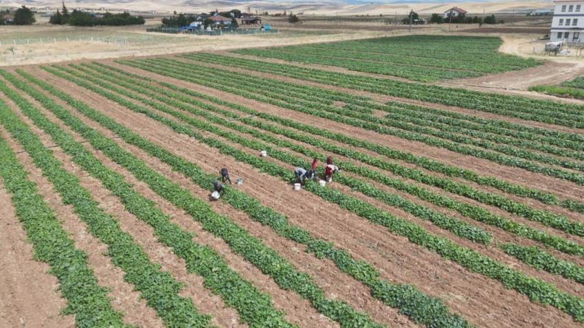 Ankara'da Çubuk turşusu için hasat mesaisi başladı: Gün doğmadan tarlaya iniyorlar! Fiyatı belli oldu, 100 ton rekolte bekleniyor