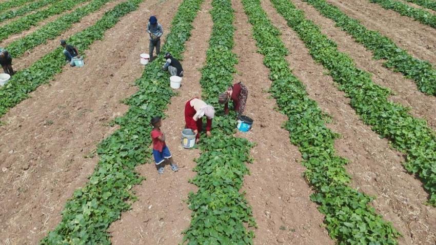 Ankara'da Çubuk turşusu için hasat mesaisi başladı: Gün doğmadan tarlaya iniyorlar! Fiyatı belli oldu, 100 ton rekolte bekleniyor