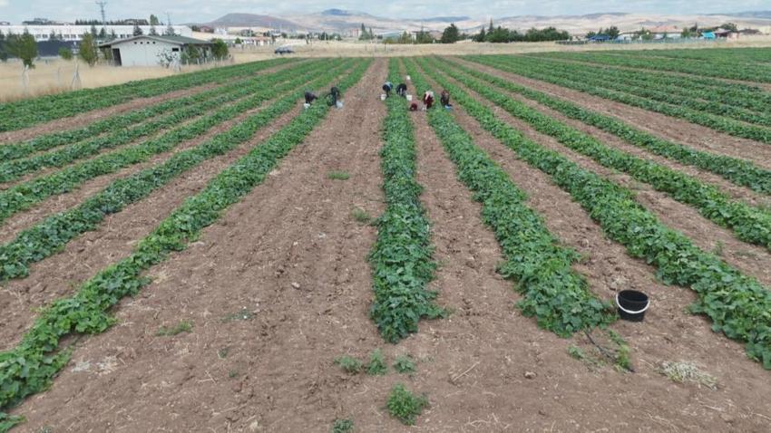 Ankara'da Çubuk turşusu için hasat mesaisi başladı: Gün doğmadan tarlaya iniyorlar! Fiyatı belli oldu, 100 ton rekolte bekleniyor