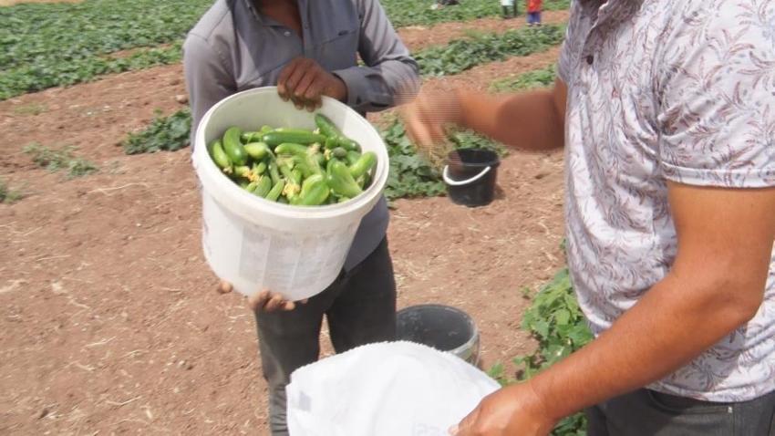 Ankara'da Çubuk turşusu için hasat mesaisi başladı: Gün doğmadan tarlaya iniyorlar! Fiyatı belli oldu, 100 ton rekolte bekleniyor
