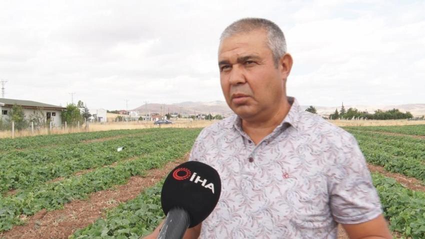 Ankara'da Çubuk turşusu için hasat mesaisi başladı: Gün doğmadan tarlaya iniyorlar! Fiyatı belli oldu, 100 ton rekolte bekleniyor