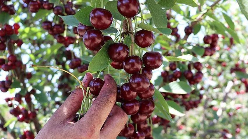 Kimsenin kullanmadığı arazide başladı! Şimdi 10 binden fazla ağacı var