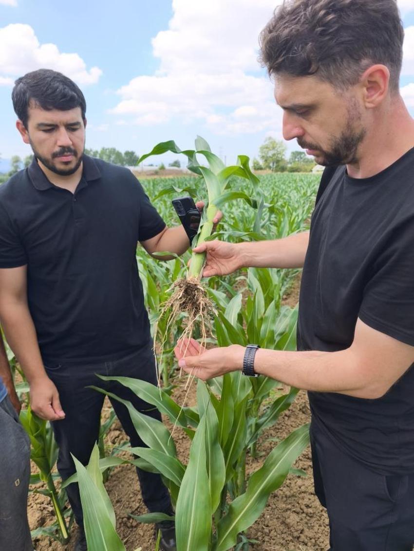 Kocaeli'nde denendi, sonuçları aşırttı! İnsan boyunu aştı, çift koçan verdi!