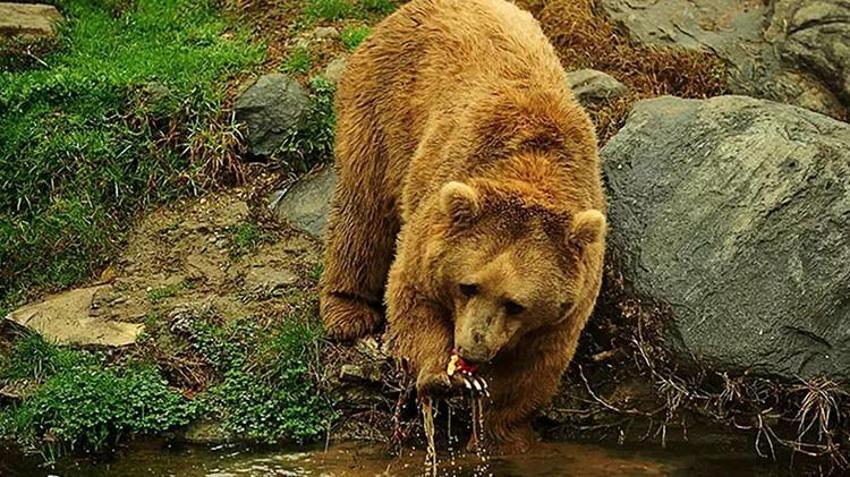Karadeniz ve Doğu Anadolu'da ayı alarmı: Açlıktan değil, popülasyon artışından iniyorlar!