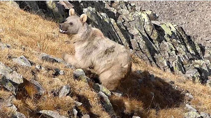 Karadeniz ve Doğu Anadolu'da ayı alarmı: Açlıktan değil, popülasyon artışından iniyorlar!