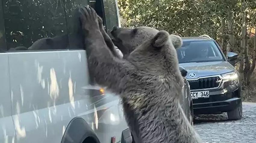 Karadeniz ve Doğu Anadolu'da ayı alarmı: Açlıktan değil, popülasyon artışından iniyorlar!