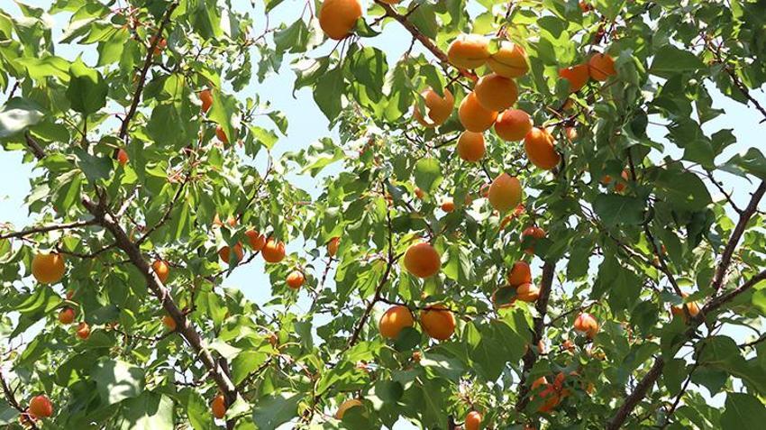 'Burada yetişmez' diyorlardı! 2015'te işi gücü bıraktı, taşlı arazide kendi serasını kurdu: 'Ağaçlar meyveden yıkılıyor!'